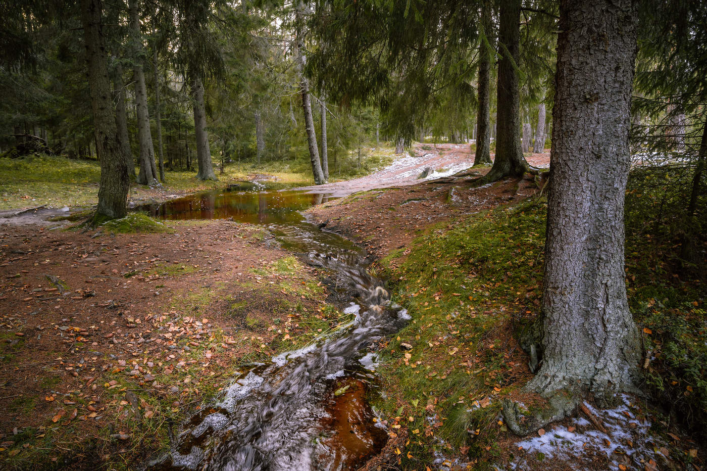 Лесной ручей.