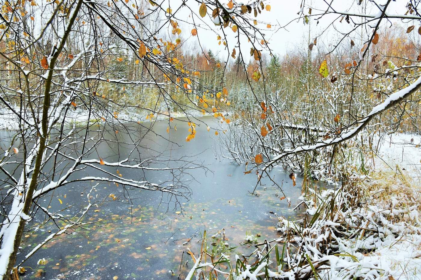 "О снега первого нежданное явленье ..."
