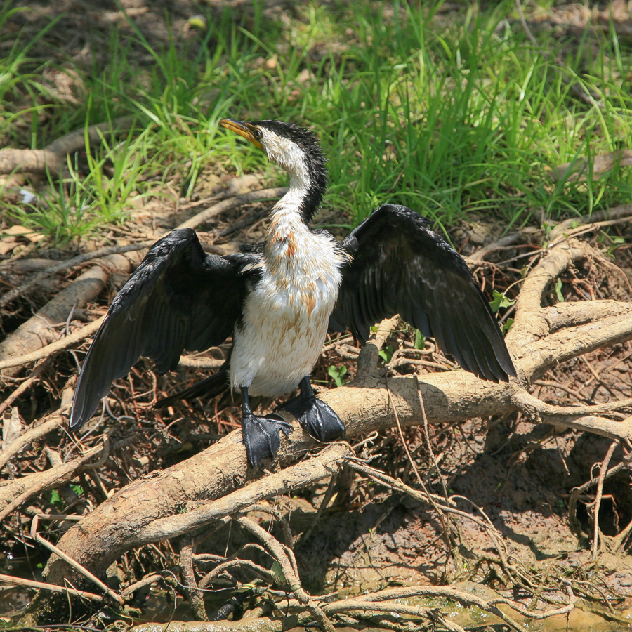 Мокрая курица