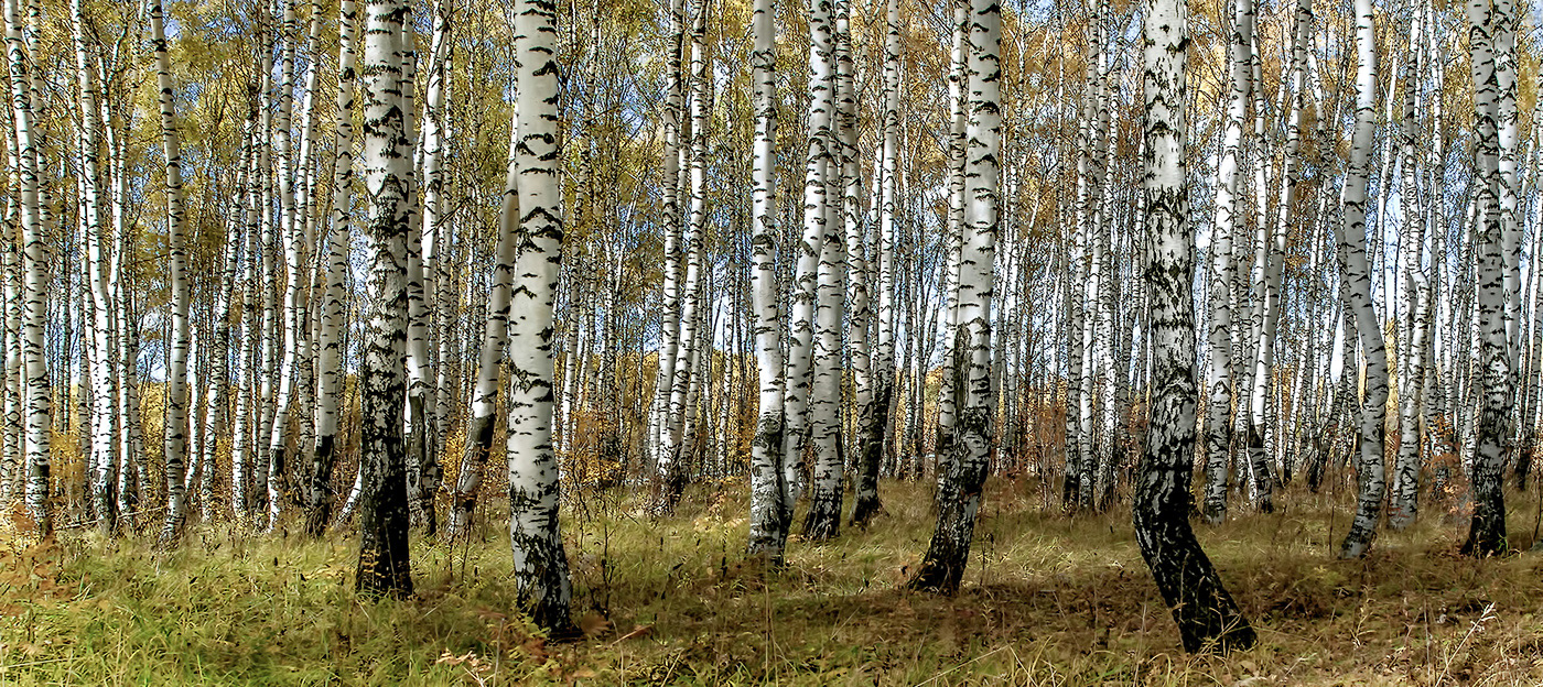 Cкрип русских берёз...