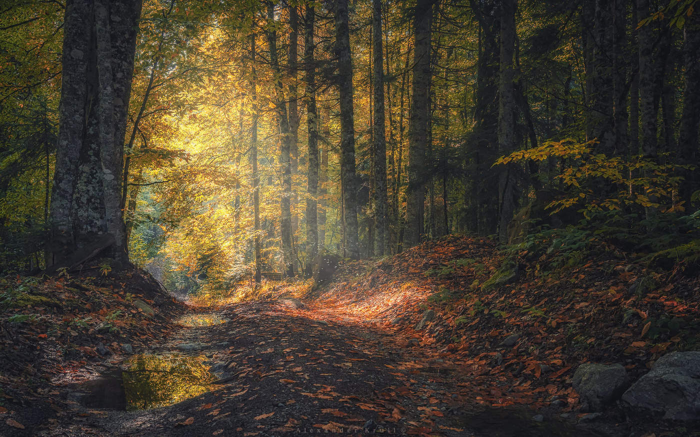 Утро в буковом лесу