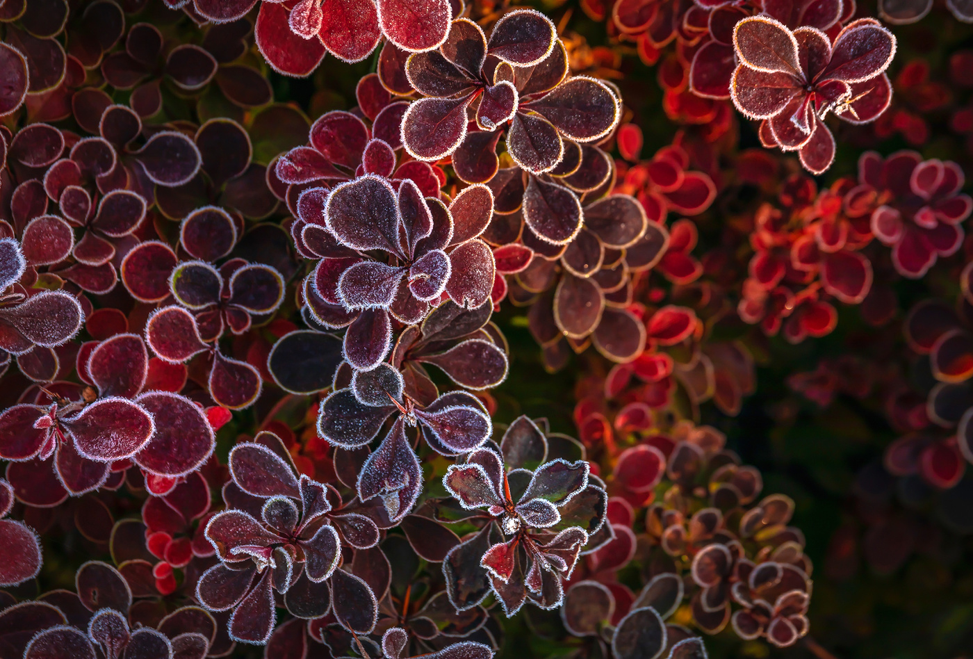 Серебро инея