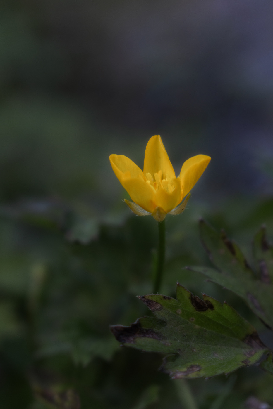 Величие силы сиять до конца...