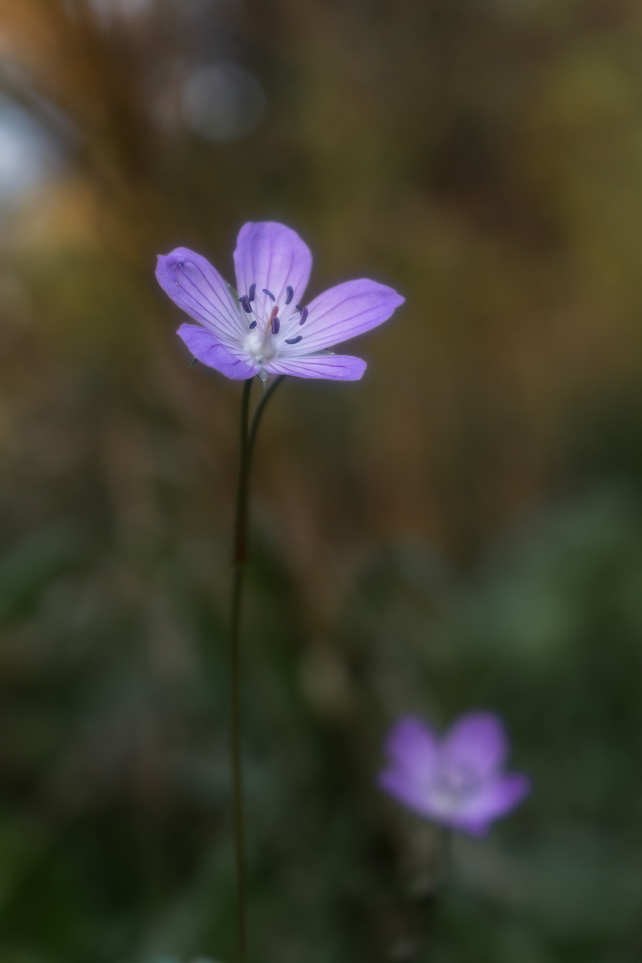 Где-то на речке уже смеркалось...