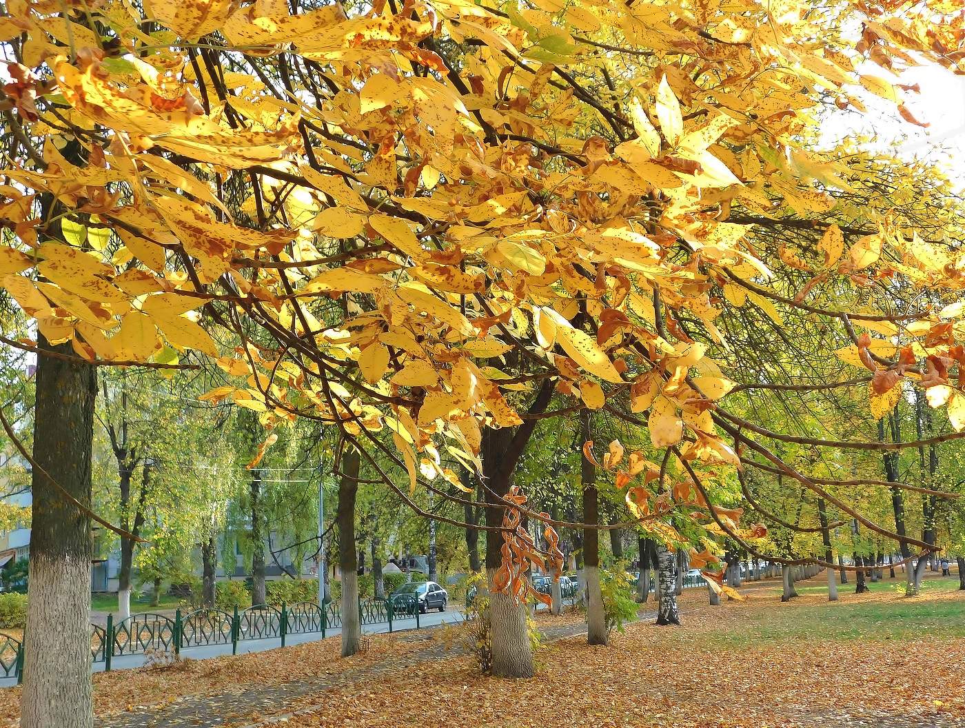 осенний ветер