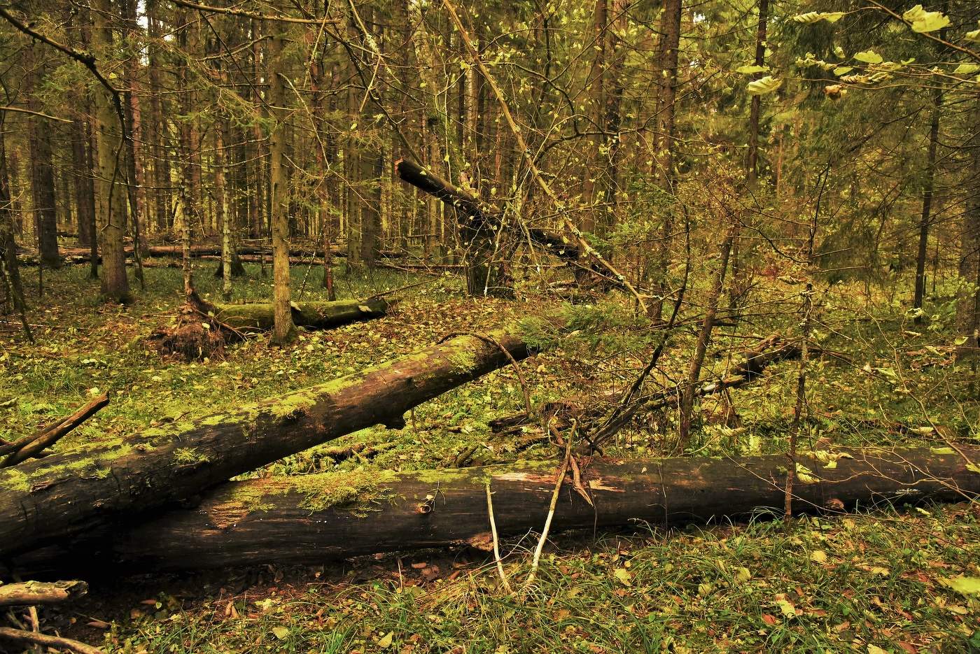 "Птиц не слышно. Треснет мелкий обломившийся сучок..."