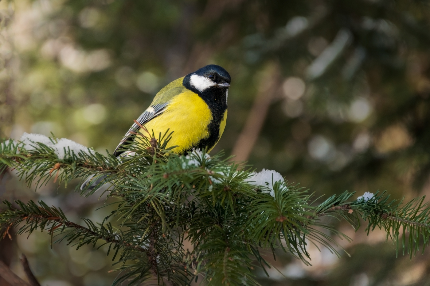 Время синиц пришло