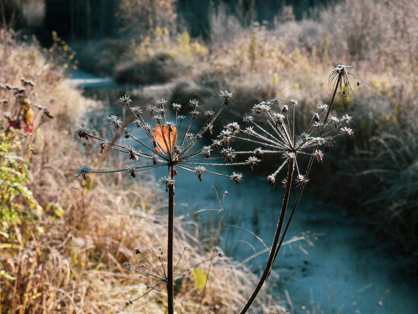 Осень для вдохновения 2