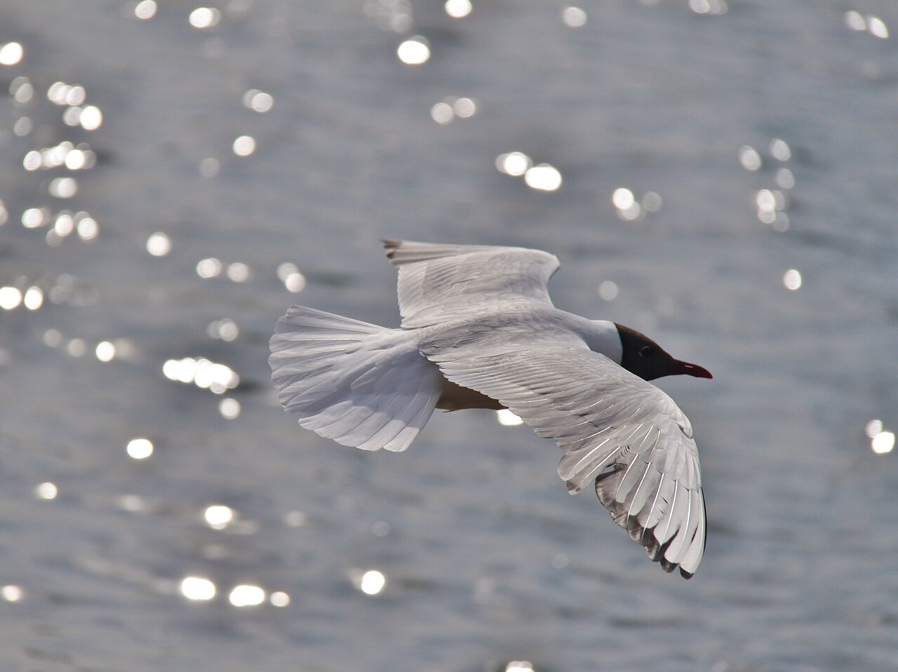 Над водным простором