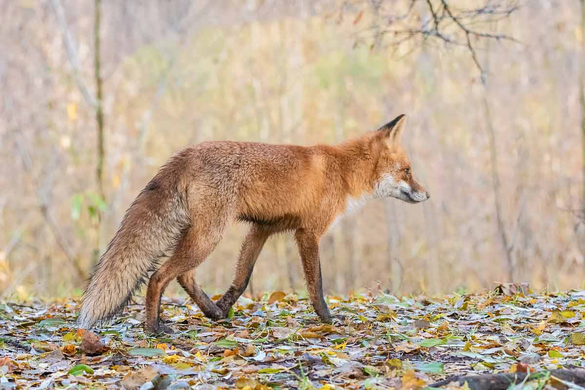 Лис... добрый.