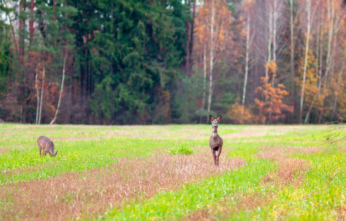 Пол это лава