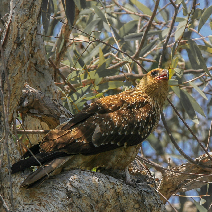 "Высоко сижу, далеко гляжу"