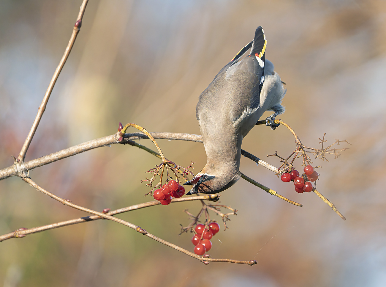 Свиристель