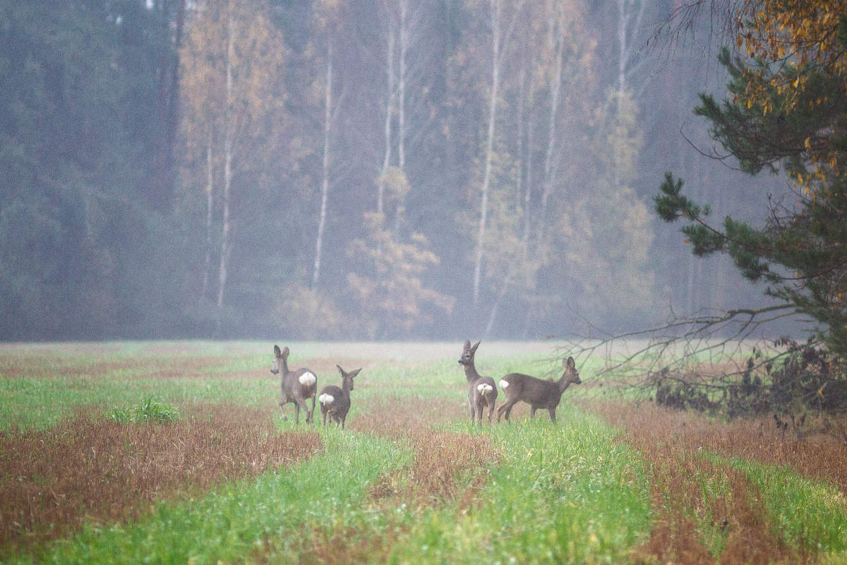 Уносим ноги