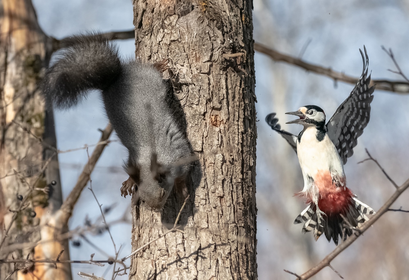 Как белка дятла напугала