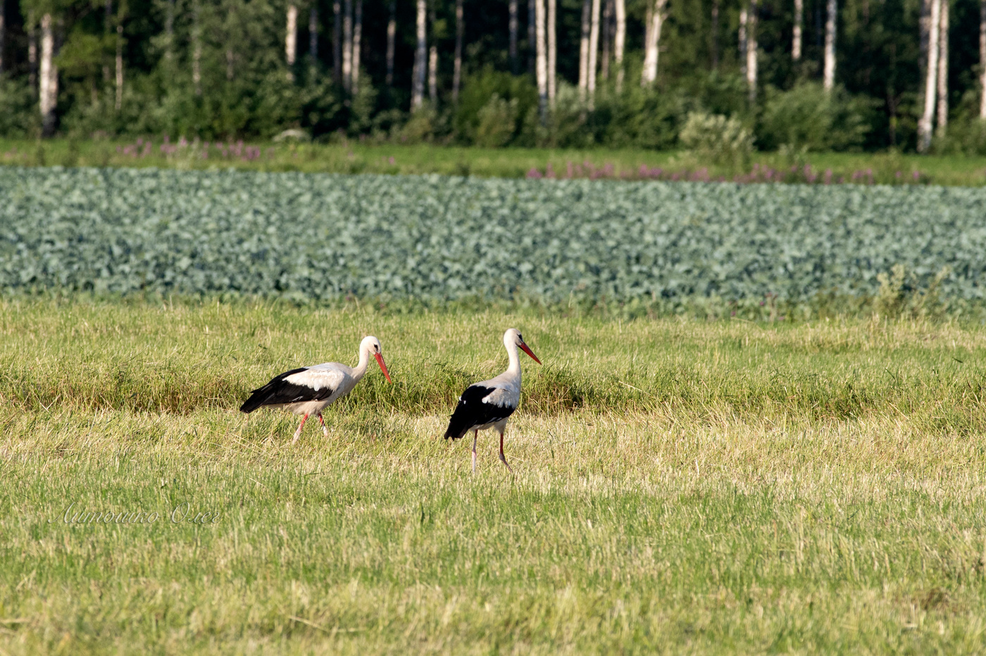 Аист белый.