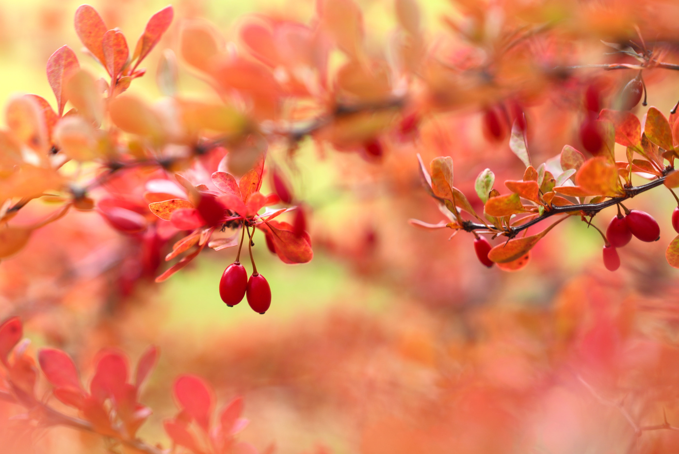 Осенний барбарис