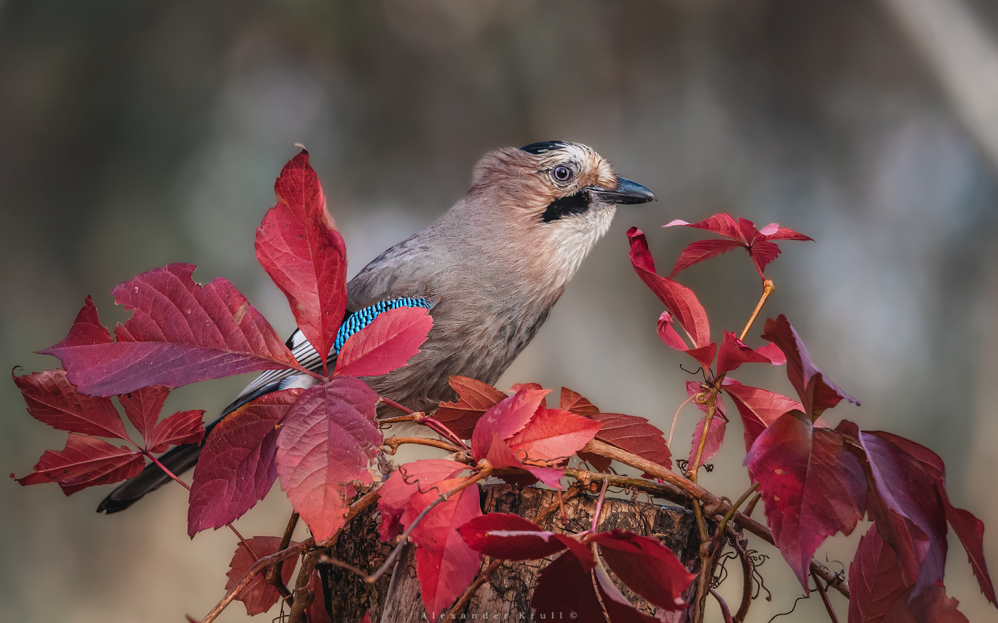 Сойка и девичий виноград