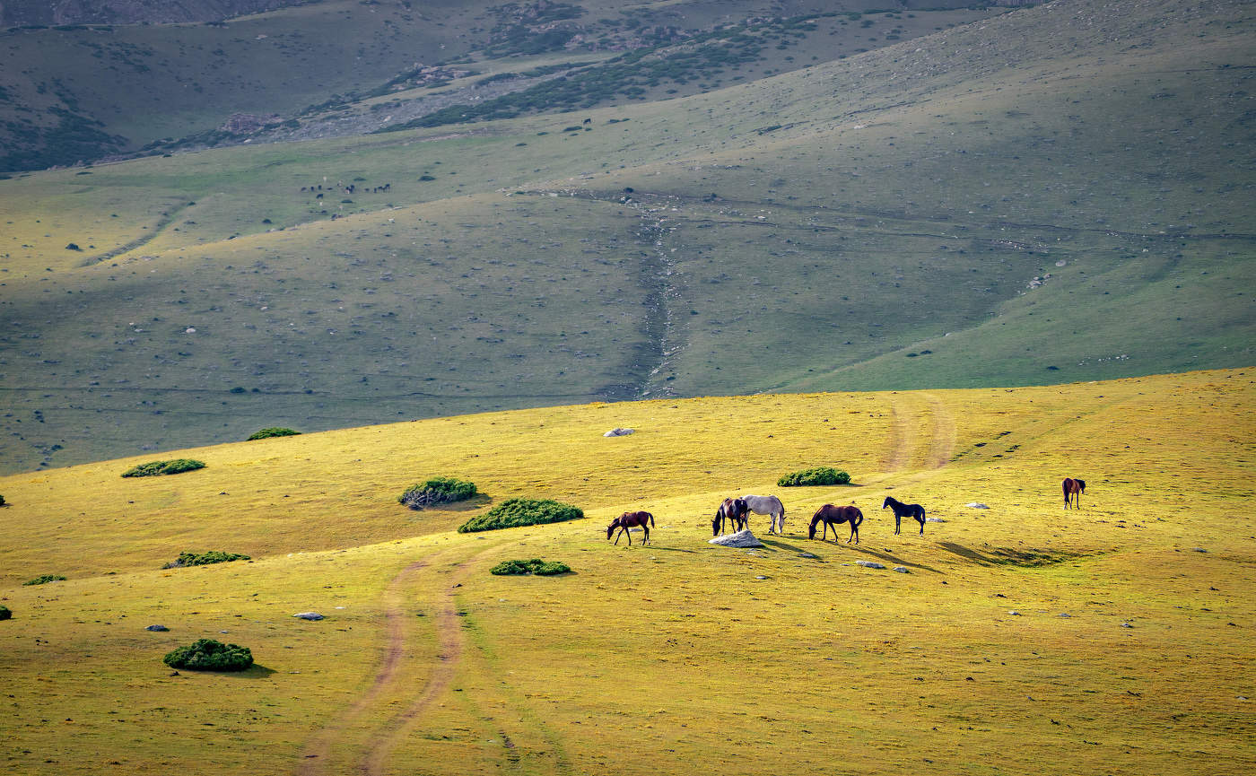 Пейзаж с 6 лошадями