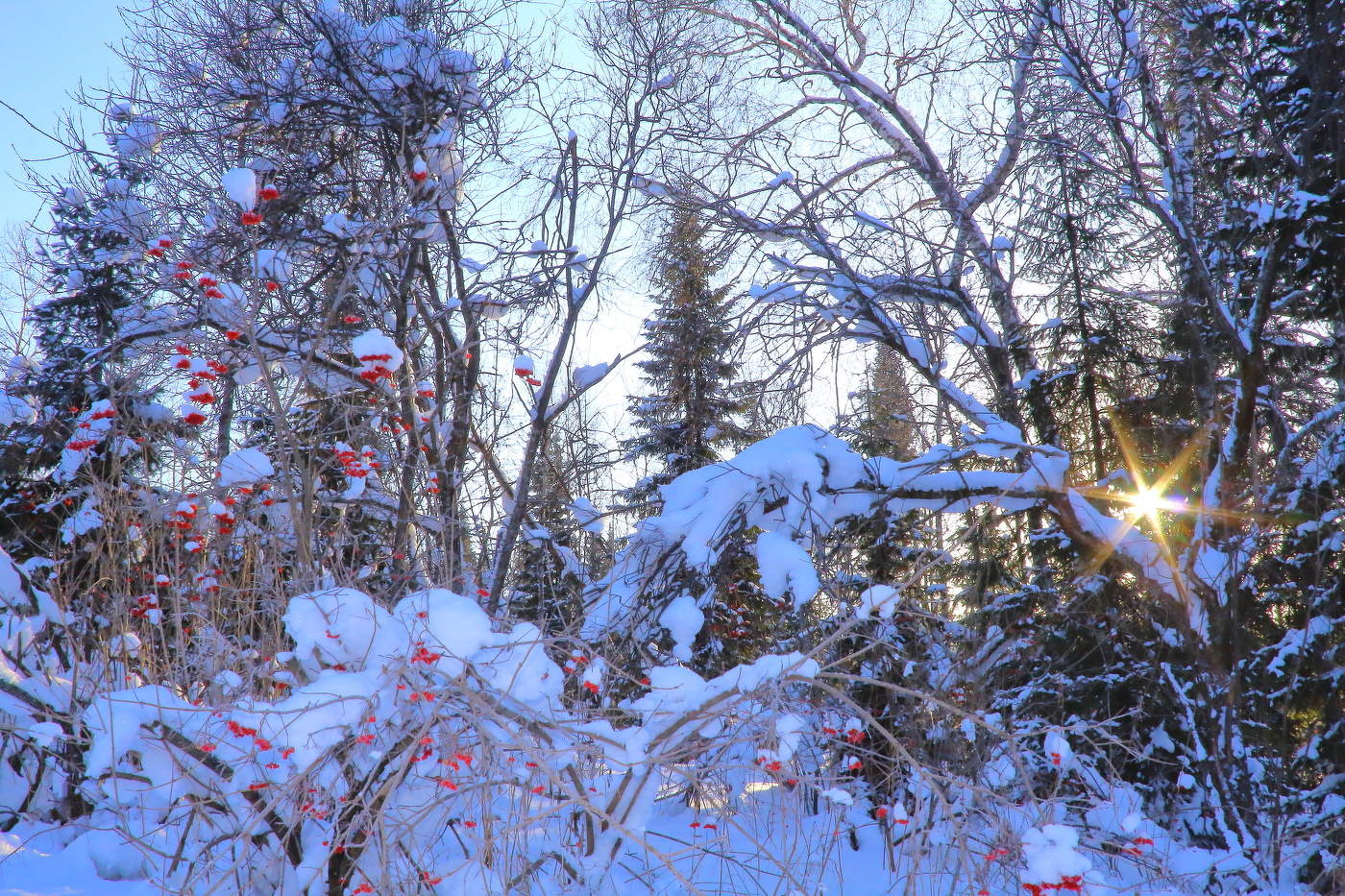 Зимний день в тайге