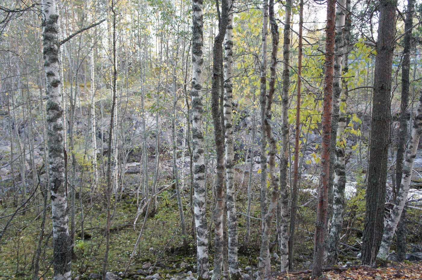 Березовое ню...