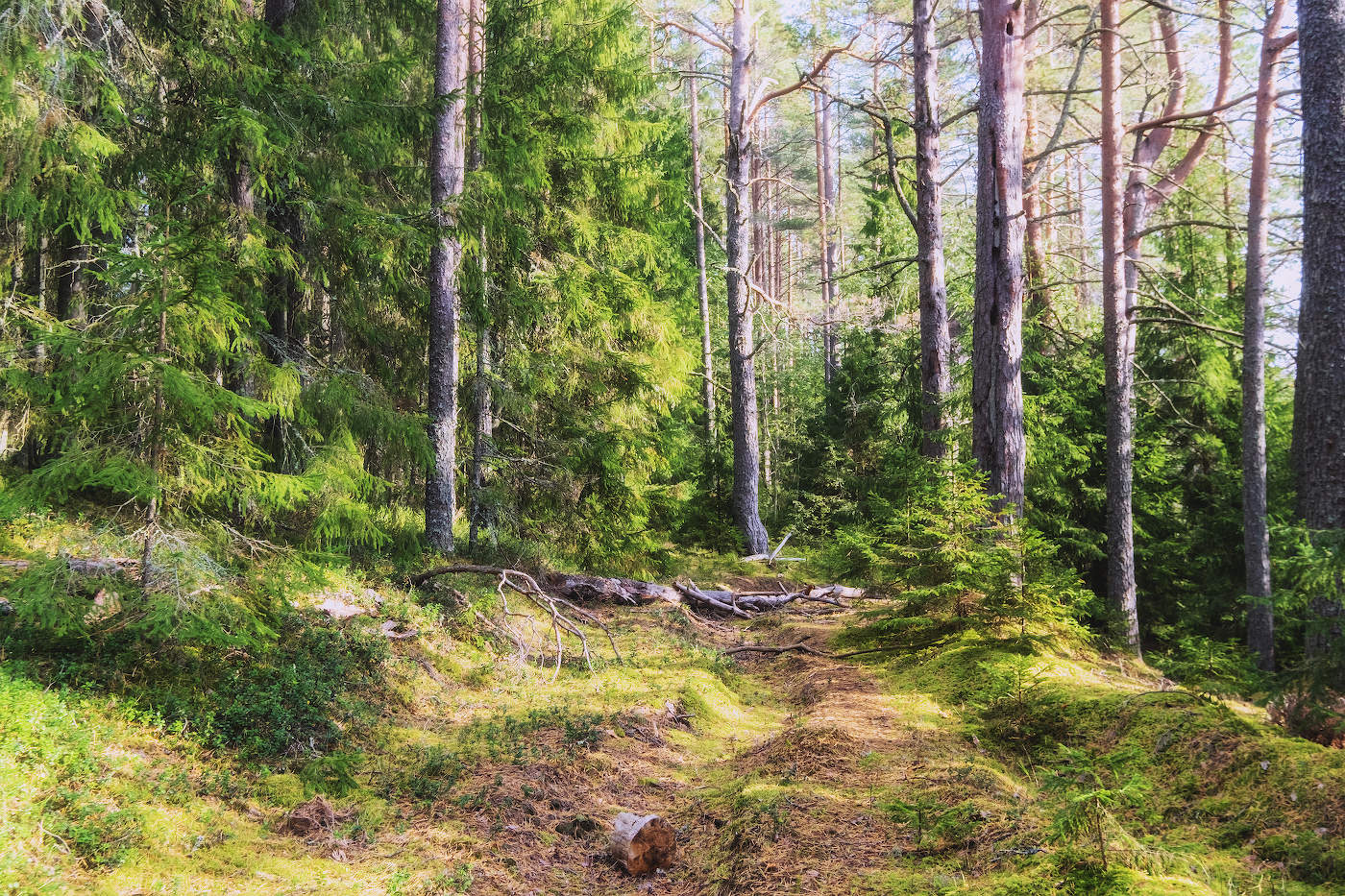 Начало осени в лесу