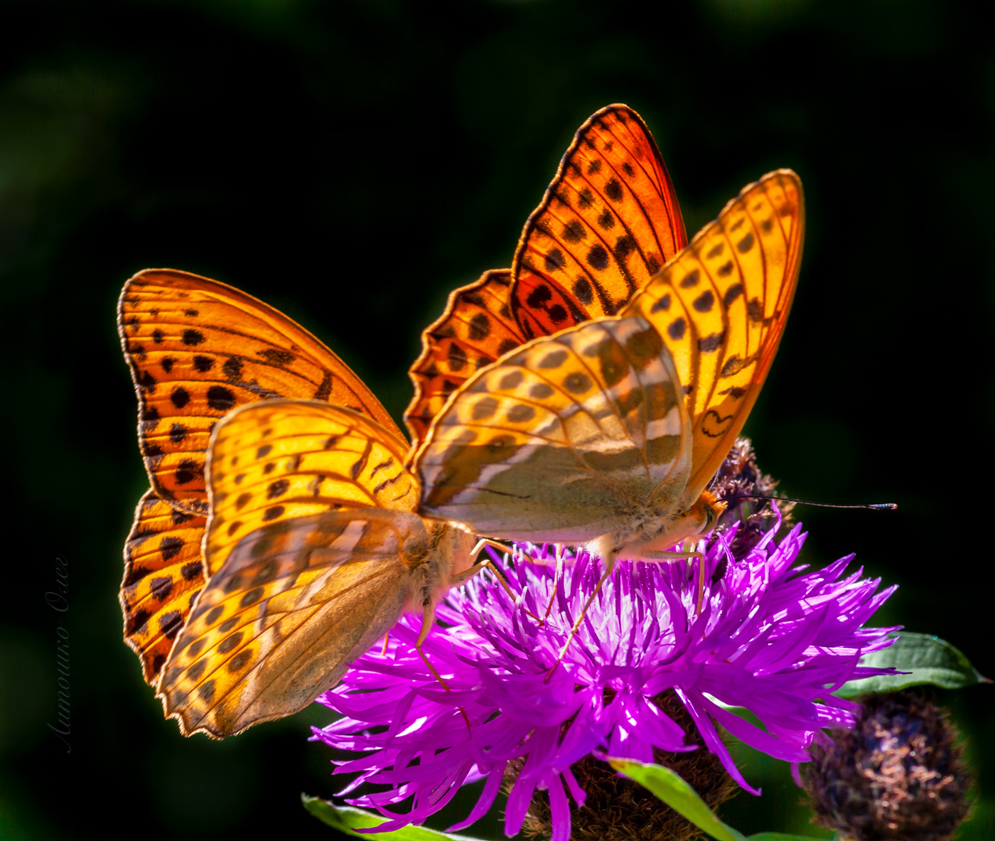 Перламутровка большая.