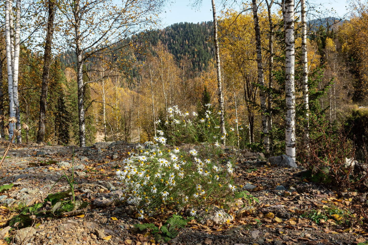 Ромашки в октябре