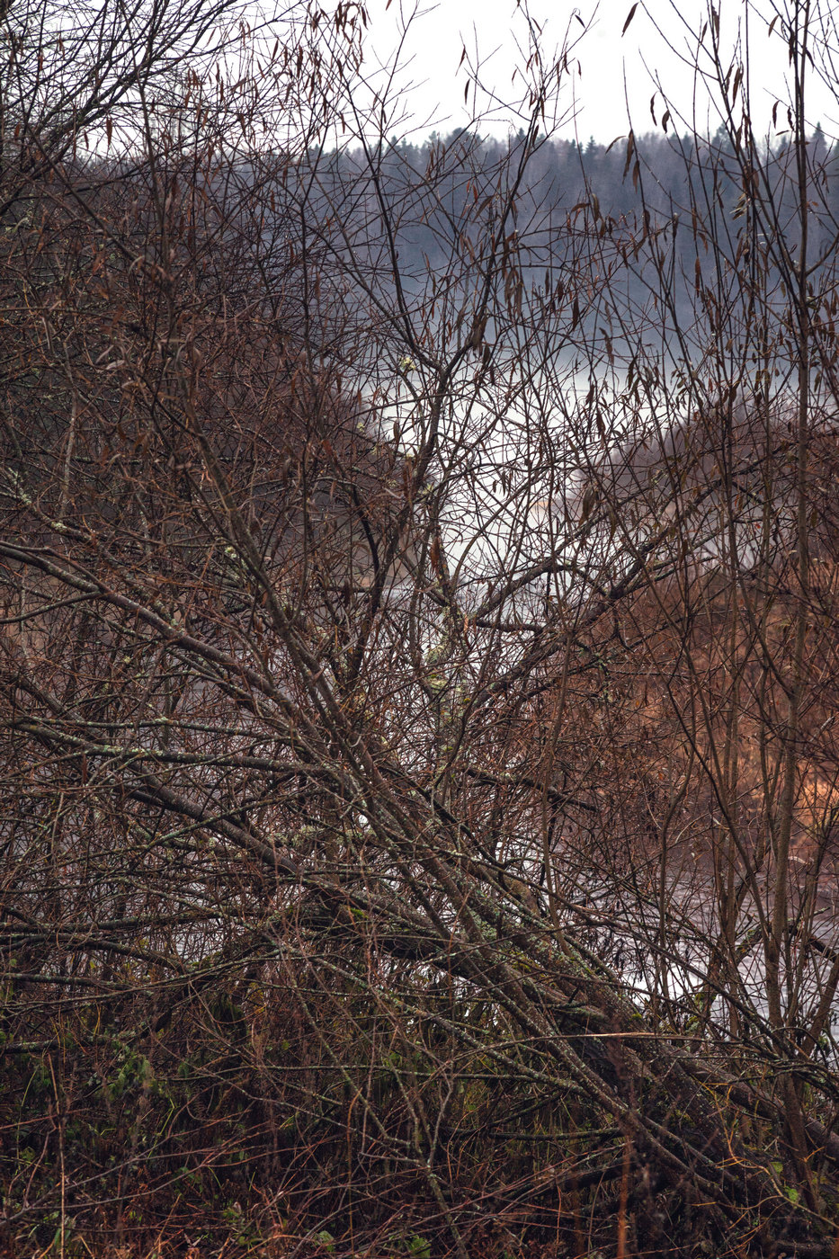 Жизнь вокруг