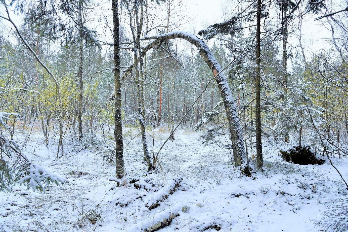 "Сегодня новый вид окрестность приняла ..."