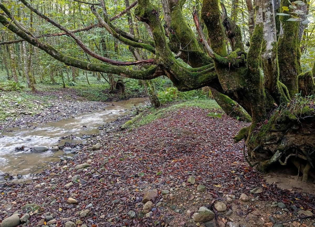 У речки Смородины...