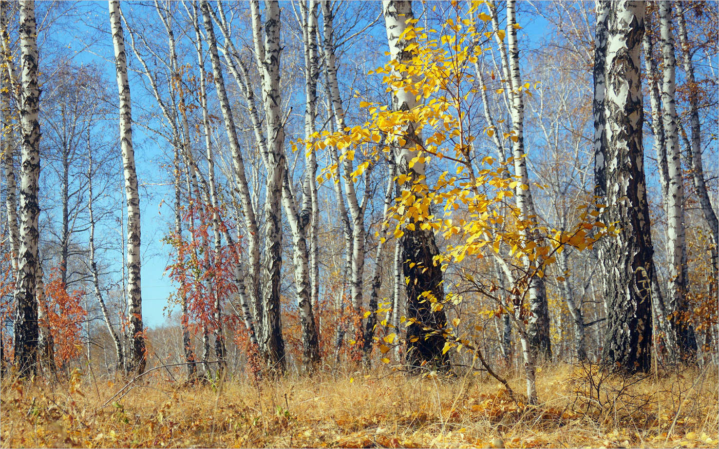 Берёзки октября