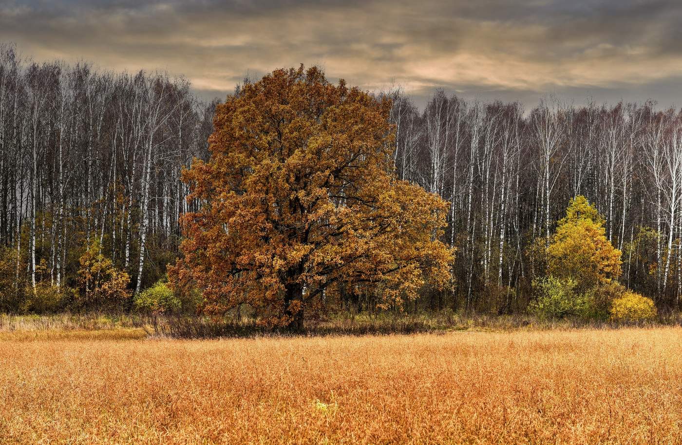 Осенний дуб.