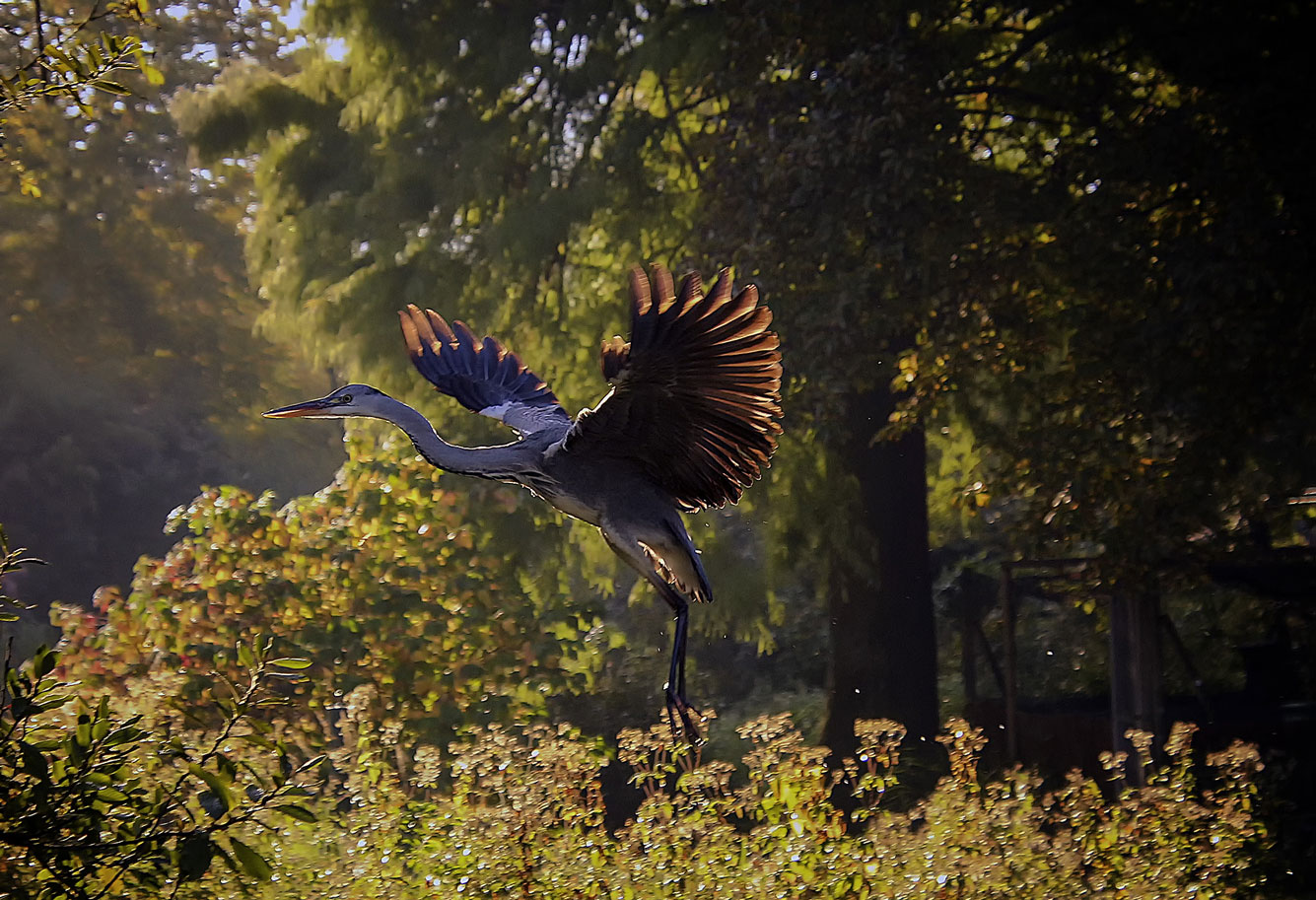 Порхающая цапля