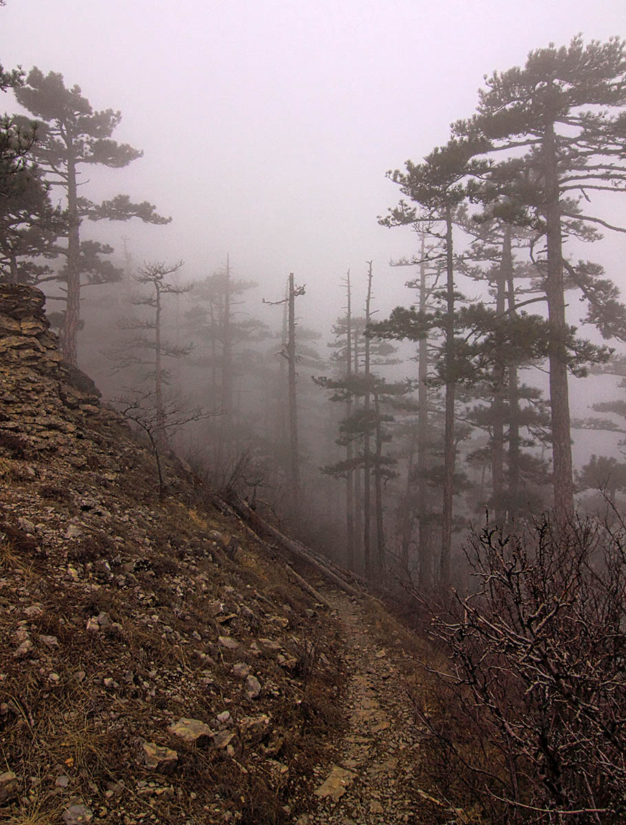 Туманая тропа