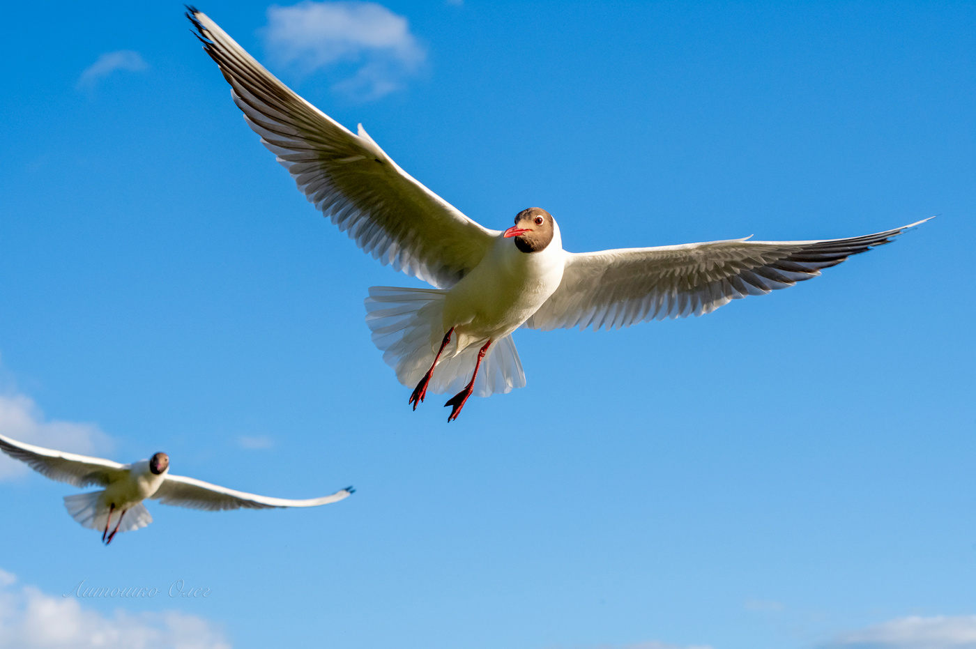 Чайка озёрная.