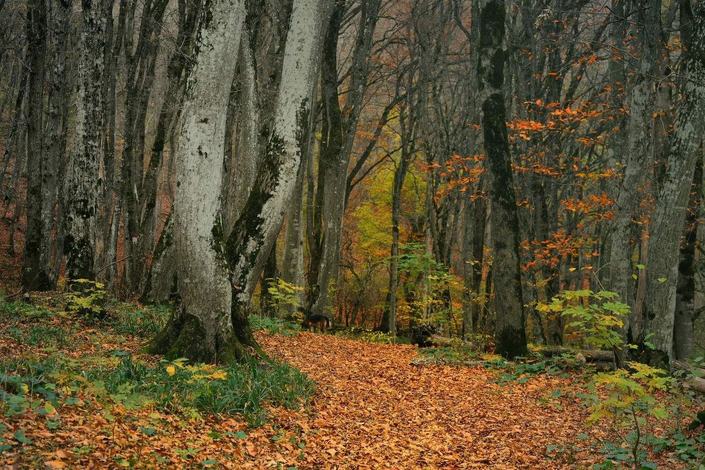 Осеняя тропа