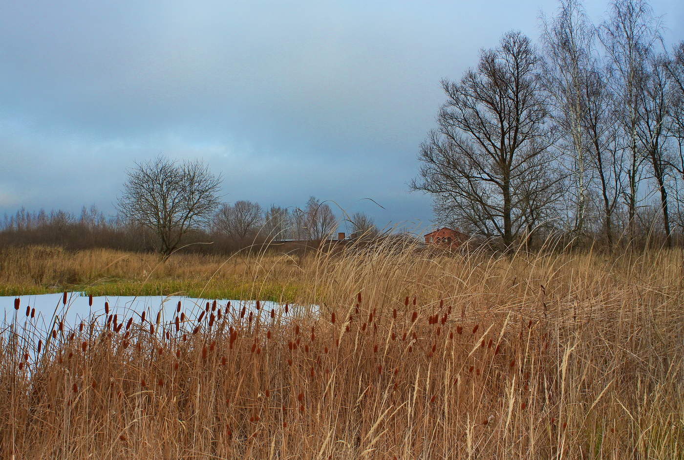 Октябрьский рогоз