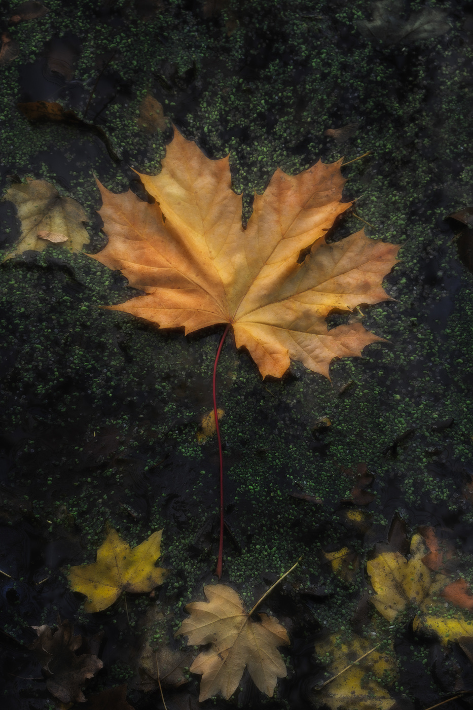 Шестикрылое чудо — лист поэзии…