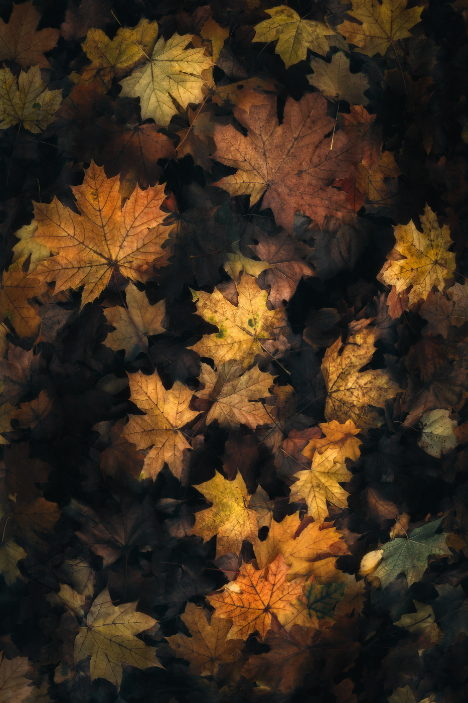 Золотистые листья…