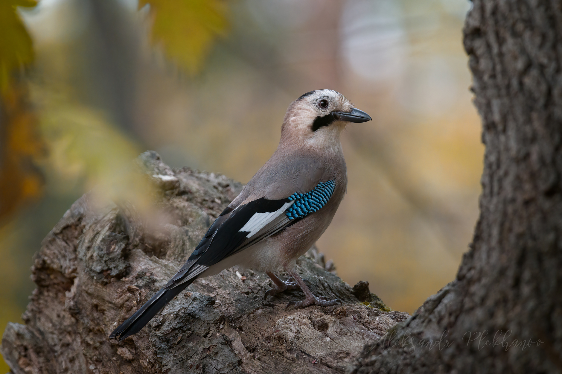 Осенняя сойка