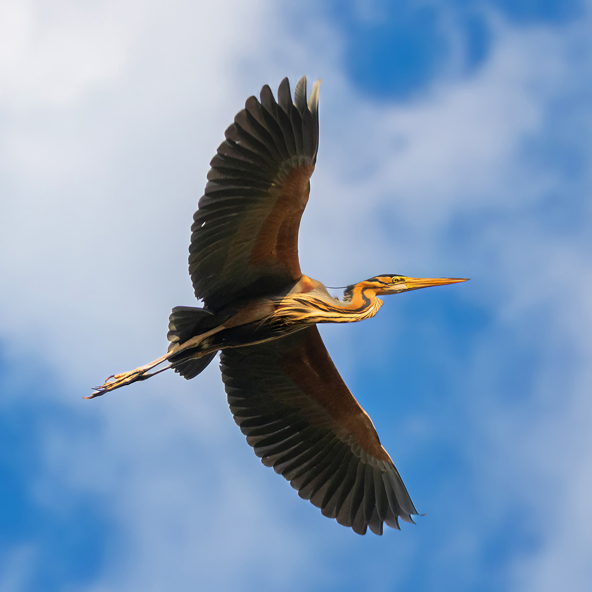 Рыжая цапля