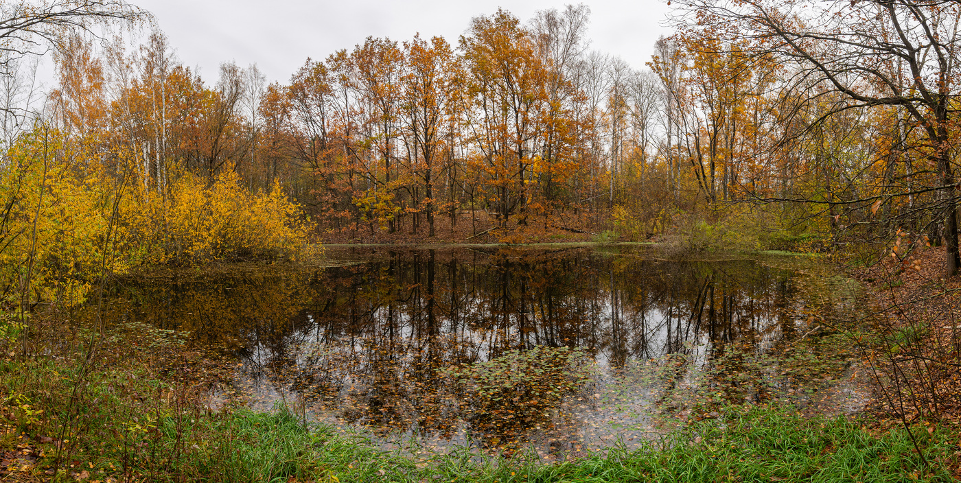 на лесном пруду