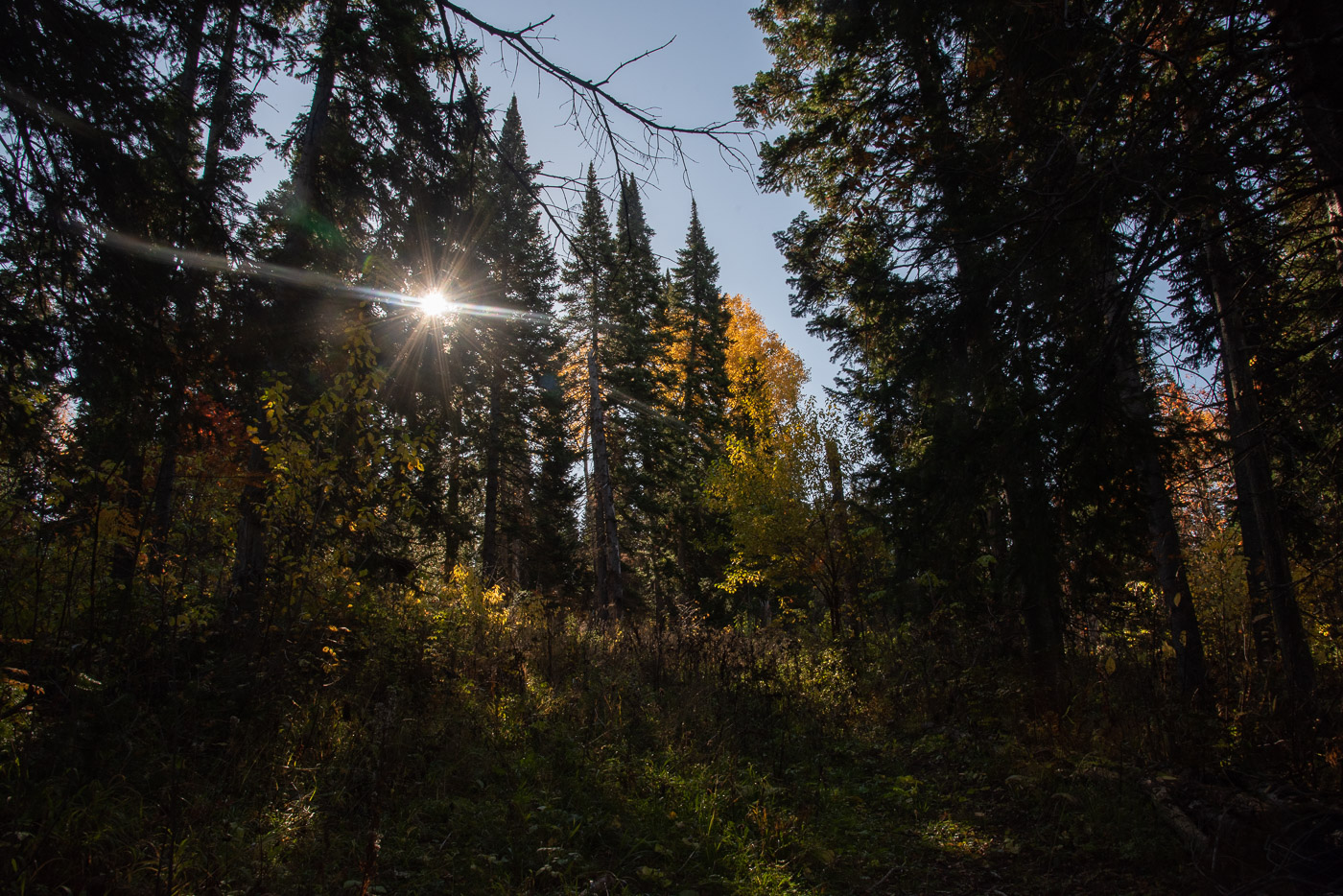 Луч света в тёмном царстве тайги