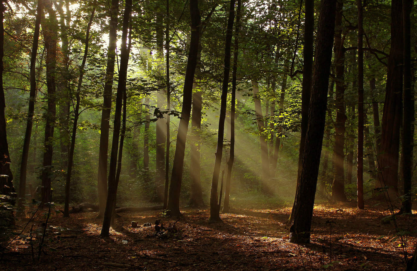 Лучи в лесу