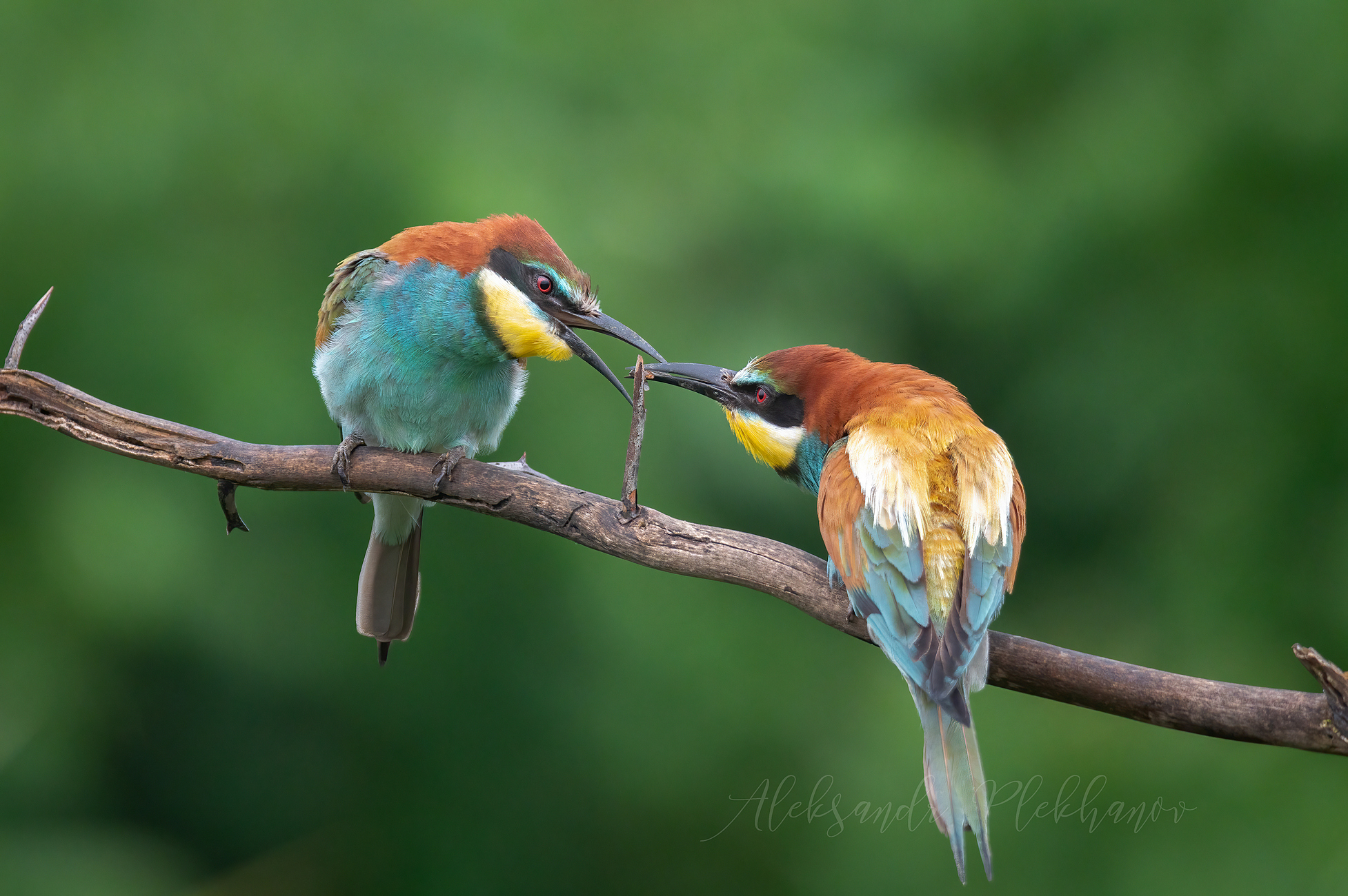 Позвольте вас угостить