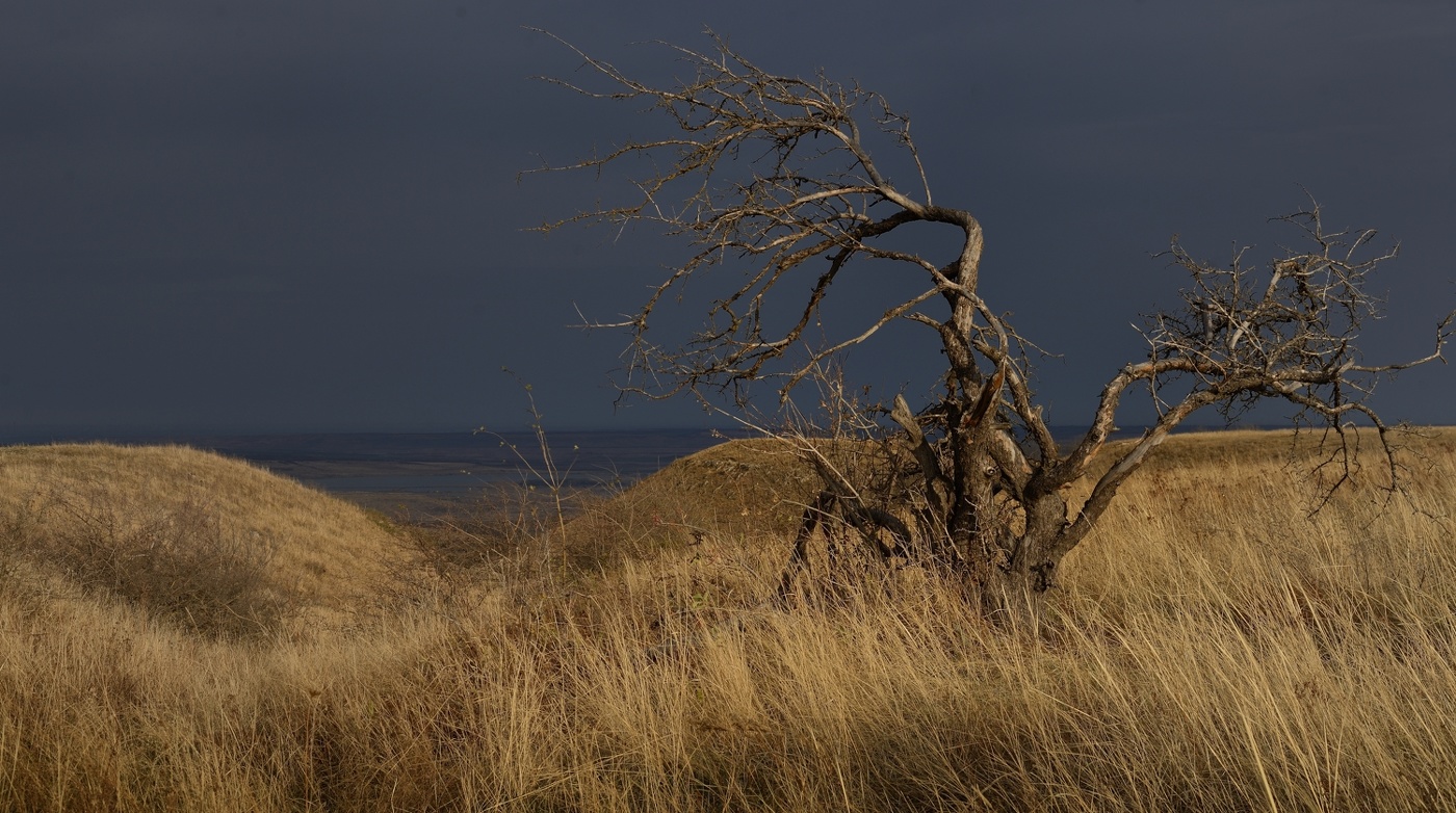 Я, такое дерево