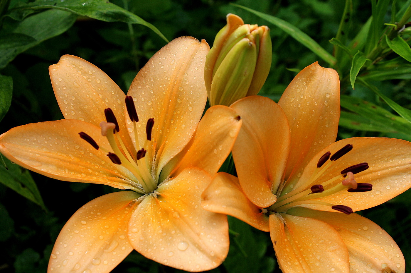Лилии в каплях.