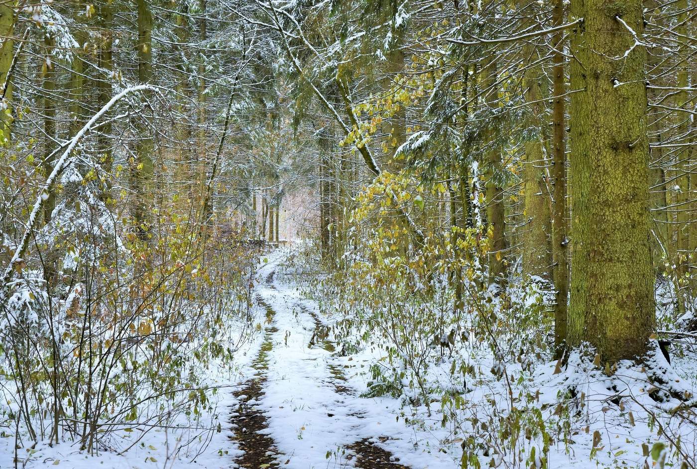 "Я по первому снегу бреду ..."