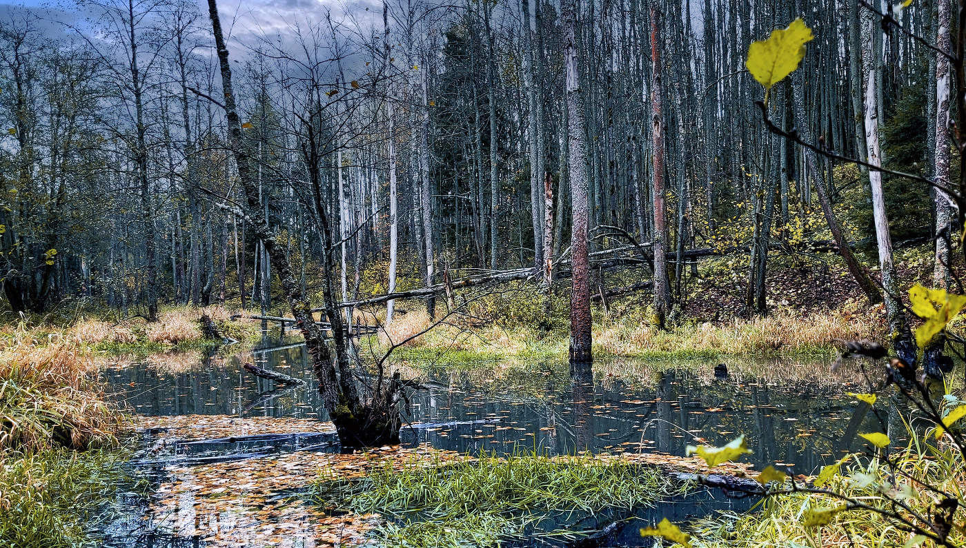Место обитания лесной нечисти..